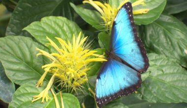 Butterflies in the Garden opens at Fort Worth Botanic Garden – NBC 5 Dallas-Fort Worth