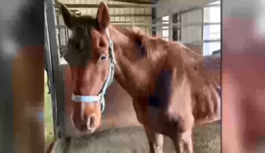 Lubbock County sheriff seeks owner of injured horse before March 29 deadline