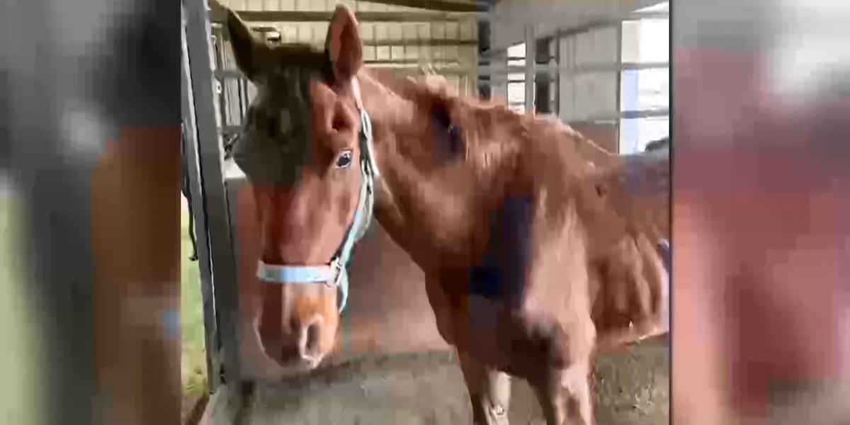 Lubbock County sheriff seeks owner of injured horse before March 29 deadline