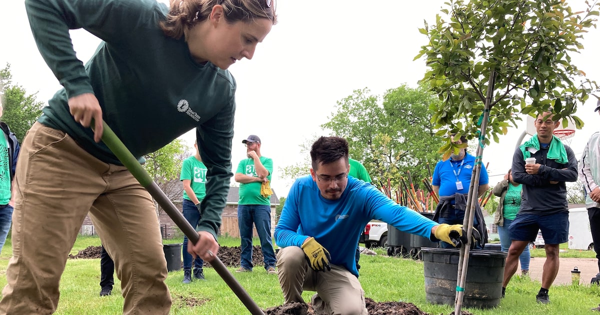 The beauty of trees in Texas