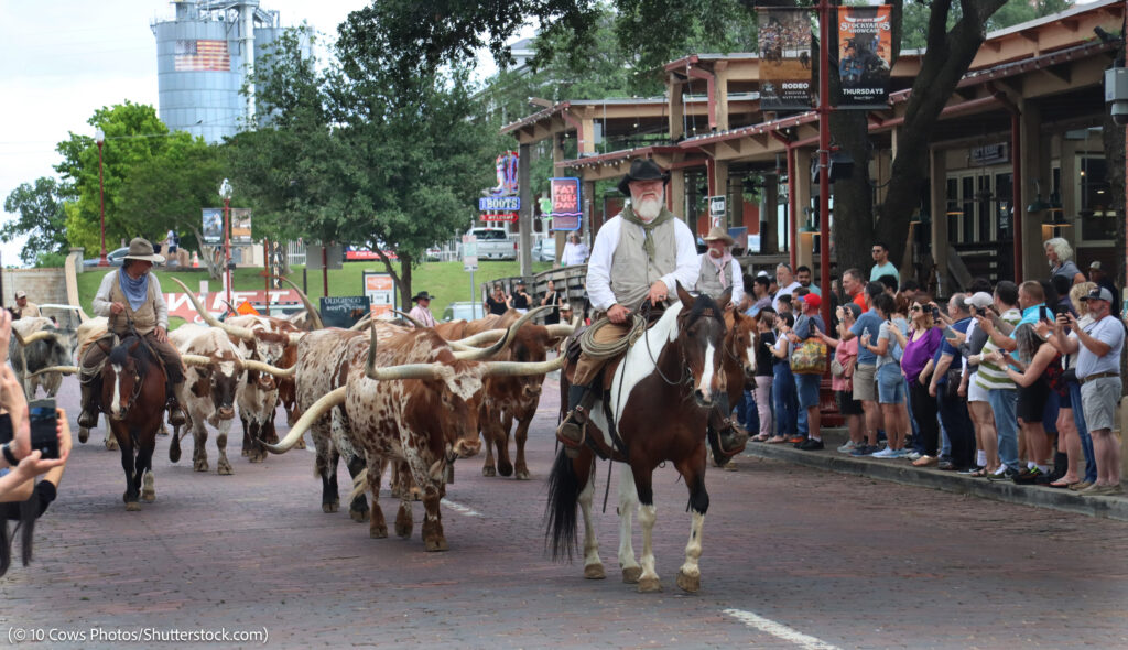 Cowboys driving cattle down street while people watch (© 10 Cows Photos/Shutterstock.com)