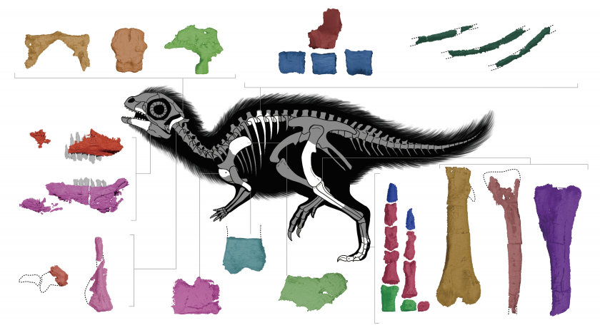 The skeletal anatomy of a juvenile Doolysaurus huhmini
