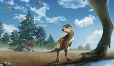 Fossil X-ray Reveals New Species of Baby Dino Named for Iconic Korean Cartoon | Jackson School of Geosciences