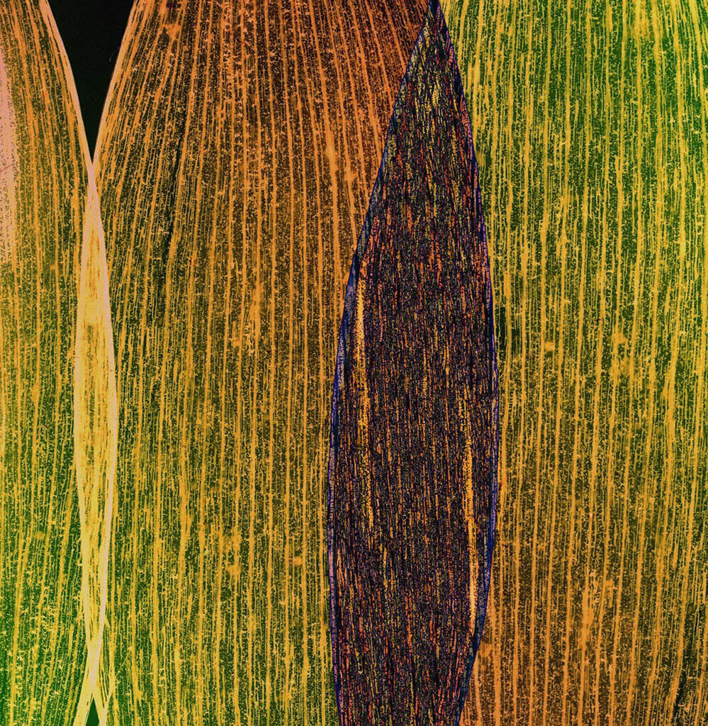 Dornith Doherty__Intersect final 7in_300ppi