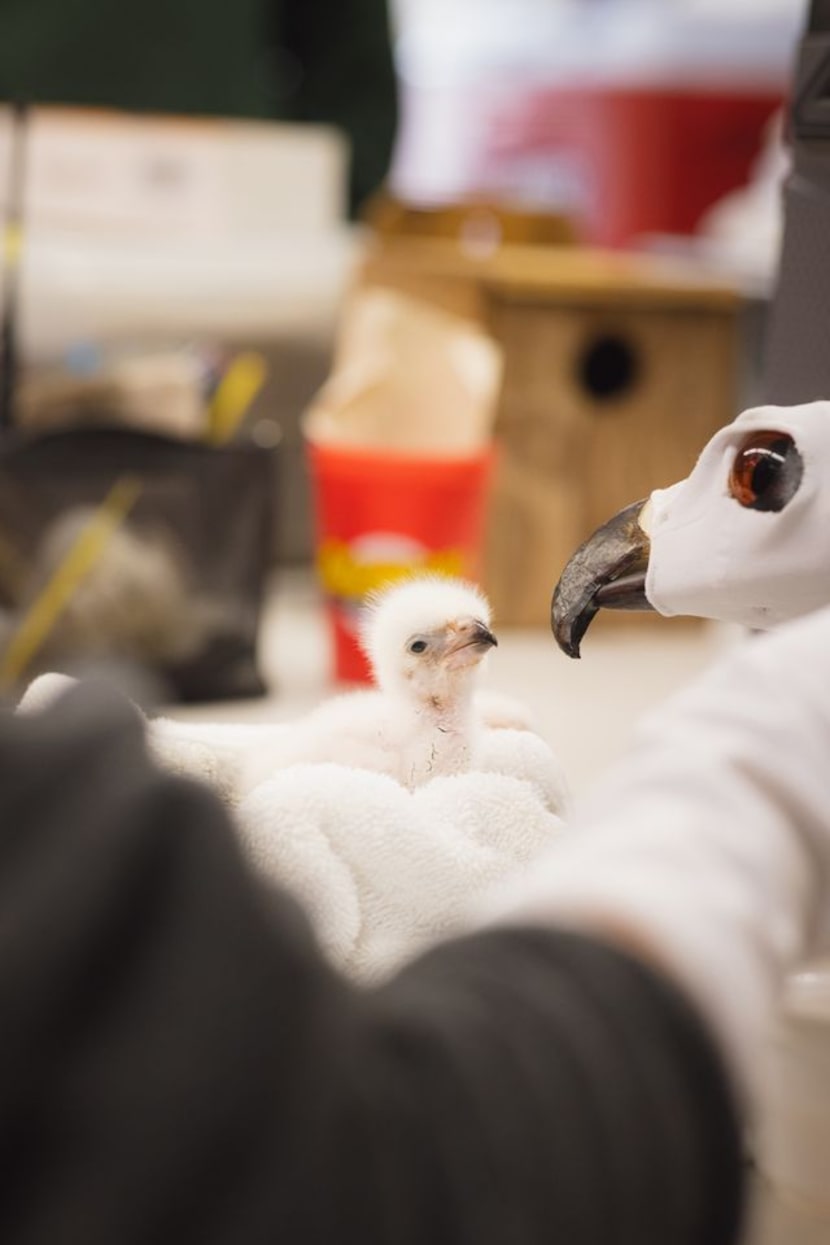 The Fort Worth Zoo announced Thursday the first-ever hatching of an African fish eagle chick...