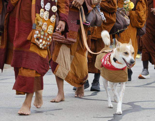 Their walk mascot walks with Buddhist monks who walked nearly 2,300 miles to Washington D.C. for Peace arrive back to the Húóng Do Vipassana Bhavana Center in Fort Worth, Texas, Saturday Feb. 14, 2026.