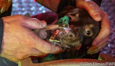 Fort Worth house fire: Two dogs rescued from home
