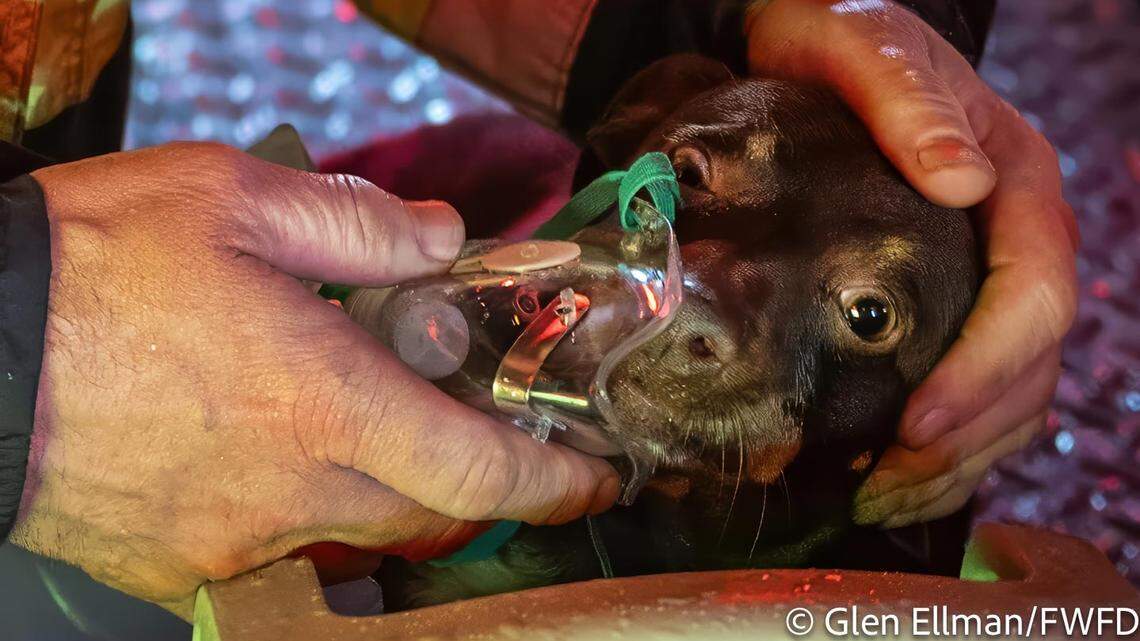 Fort Worth house fire: Two dogs rescued from home