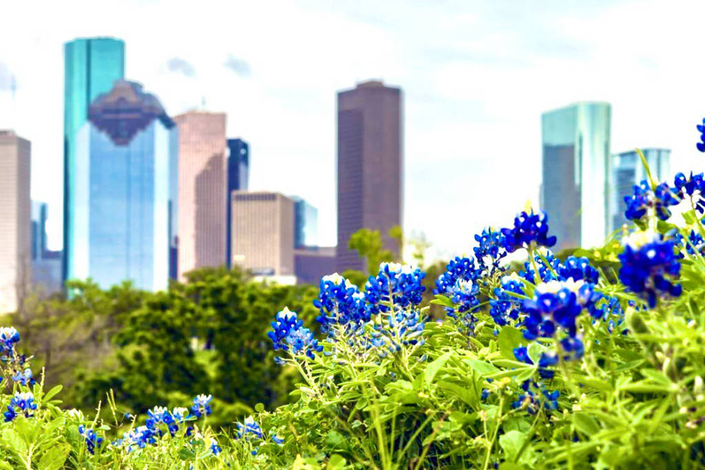 Image shows a patch of bluebonnets with the Houston skyline in the background.
