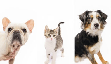 Fur Friday: A week full of second chances is underway across North Texas