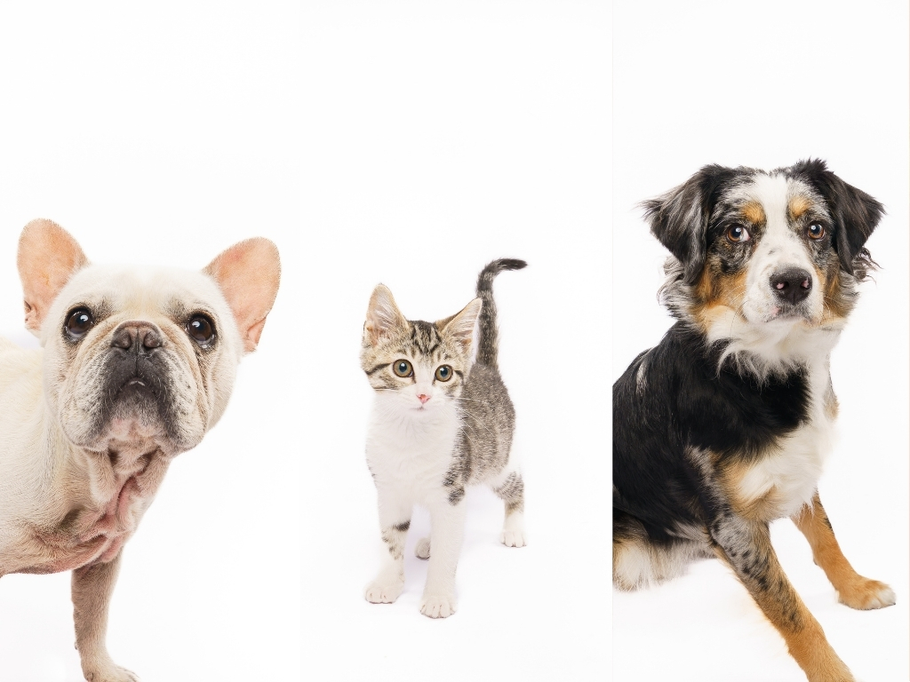 Fur Friday: A week full of second chances is underway across North Texas