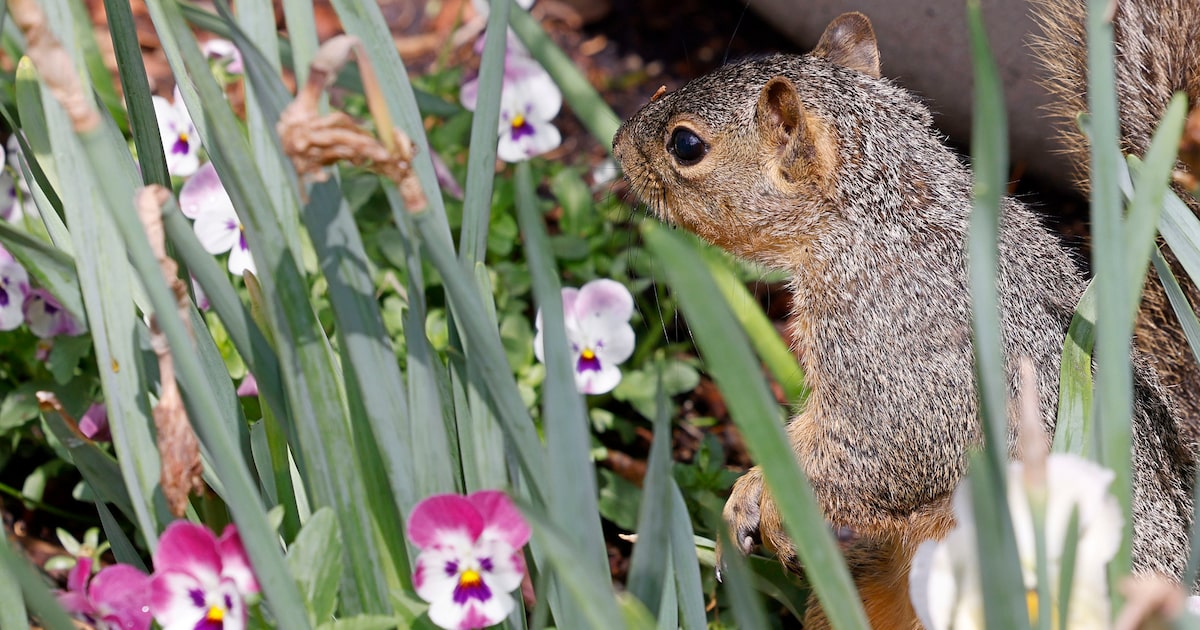 Warm Friday ahead for D-FW before breezy weekend of festivities