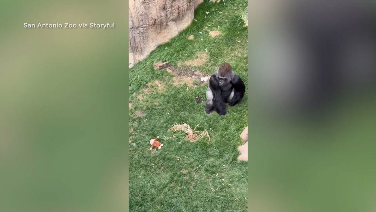 Gorillas at the San Antonio Zoo uninterested in primate plushie