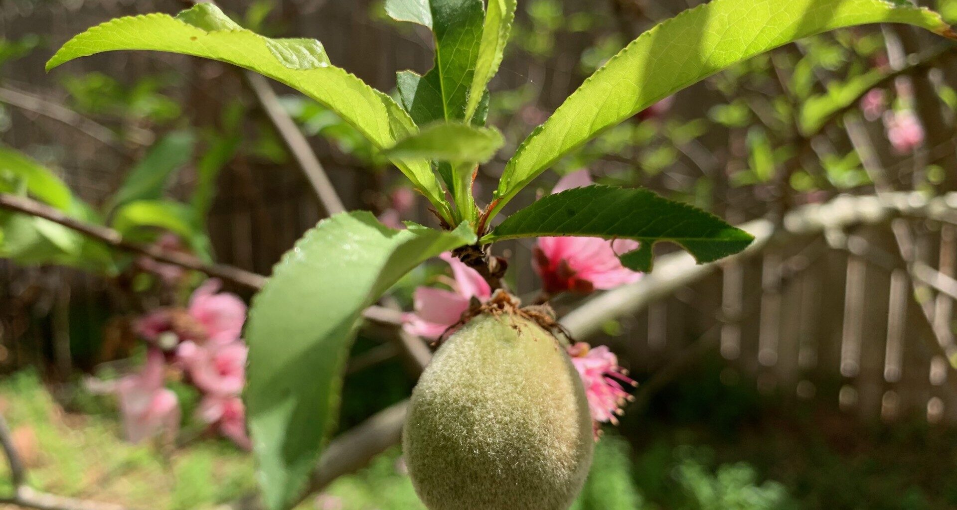 March Madness in the Garden