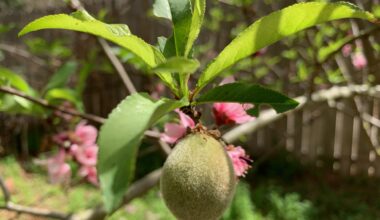 March Madness in the Garden