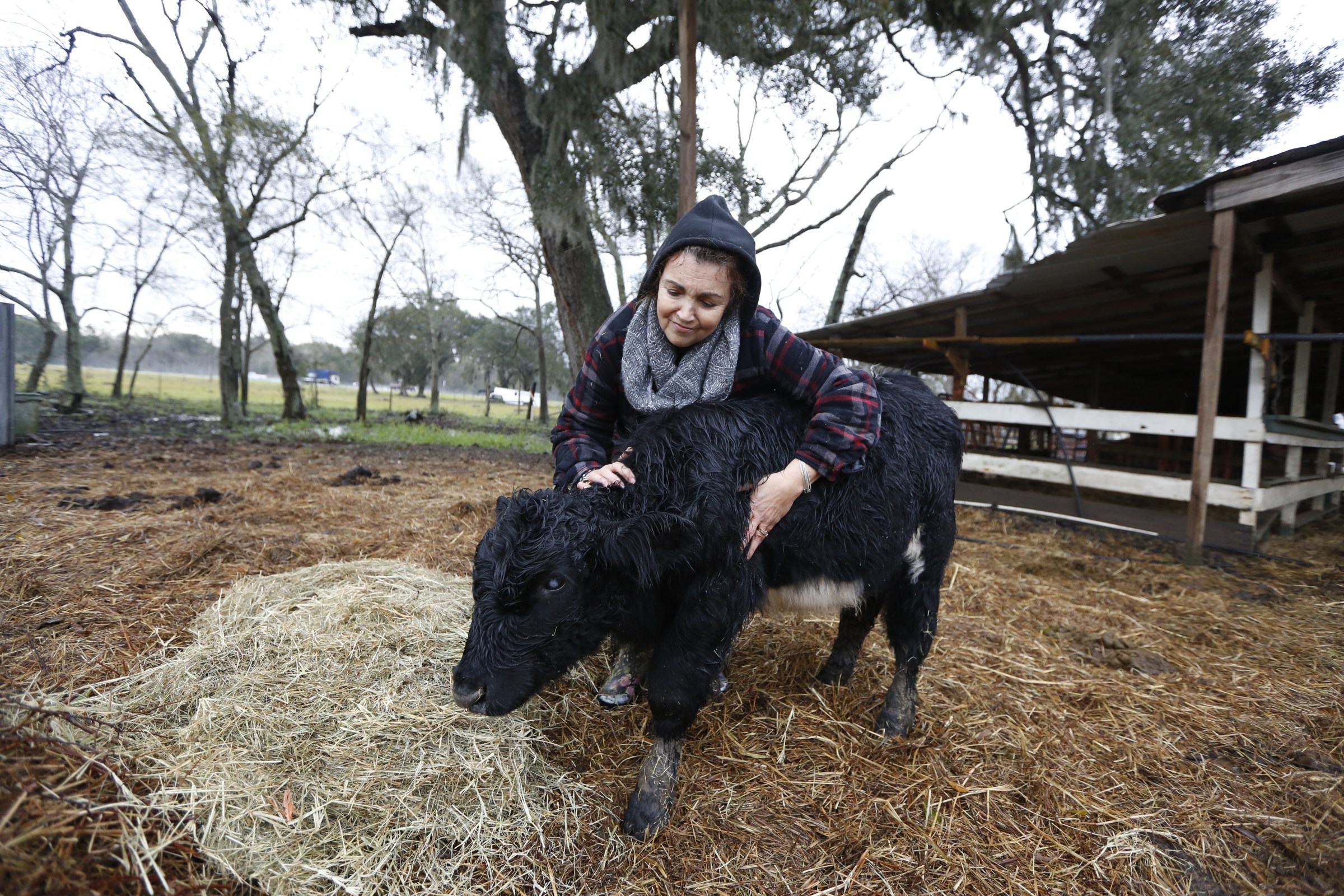 A woman petting a cow who is standing on a bed of hay outdoors. 