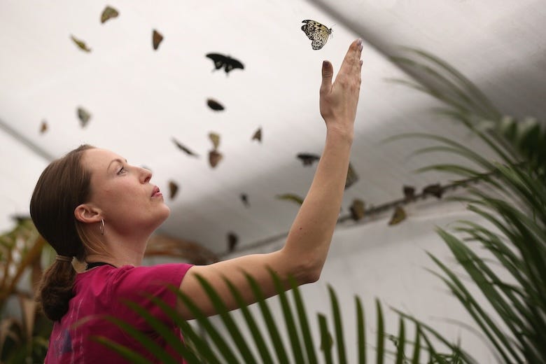 A woman stands as butterflies fly about her in the