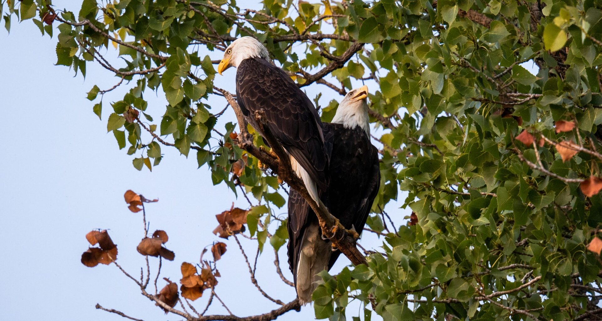 White Rock Lake resident bald eagles Nick and Nora share a perch in the early evening.