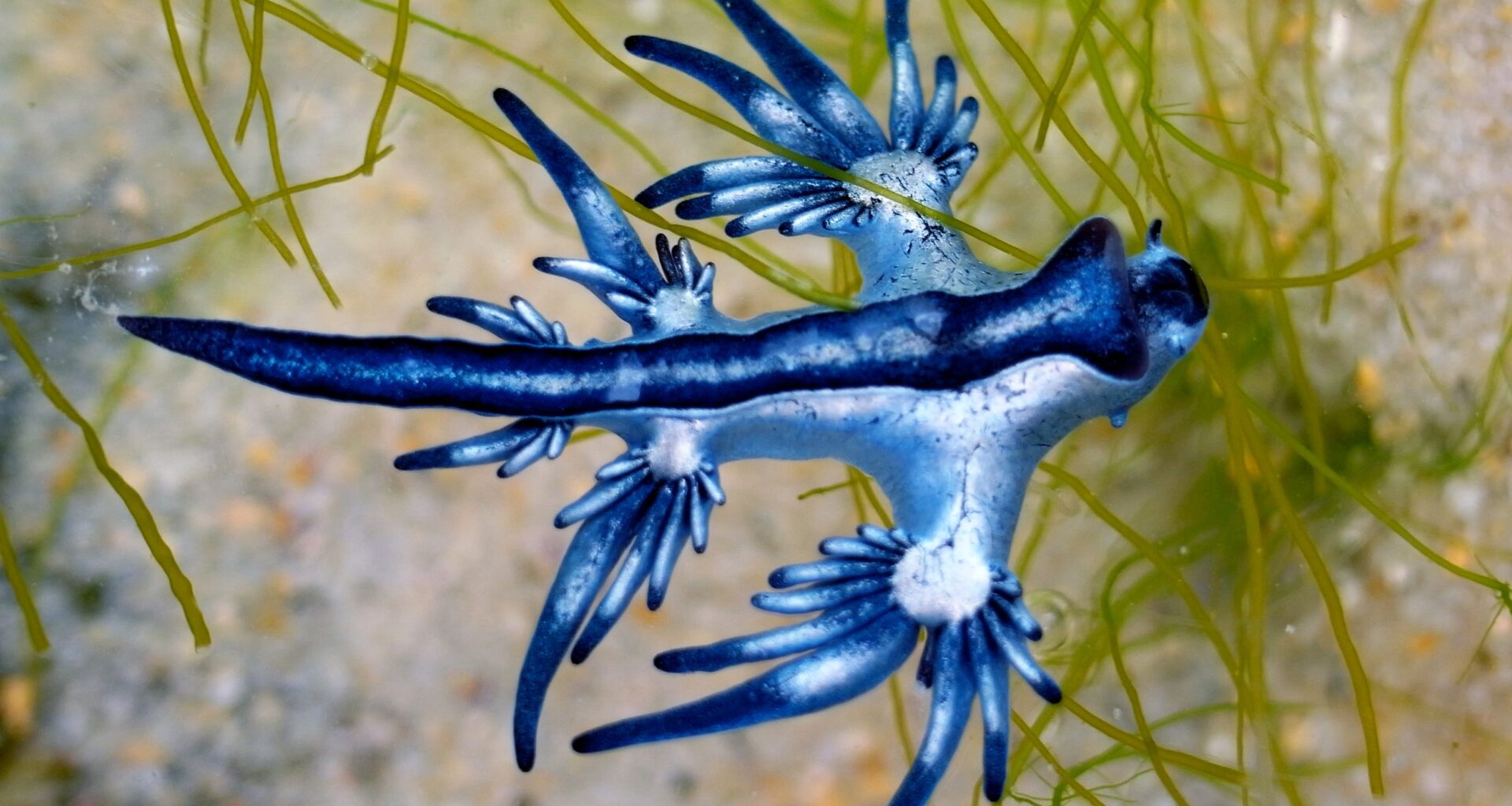 Beachgoers along the South Texas coast are being warned to look but absolutely not touch after dozens of rare, brilliantly colored sea slugs known as blue dragons washed ashore on North Padre Island and Mustang Island this week