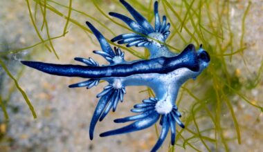 Beachgoers along the South Texas coast are being warned to look but absolutely not touch after dozens of rare, brilliantly colored sea slugs known as blue dragons washed ashore on North Padre Island and Mustang Island this week