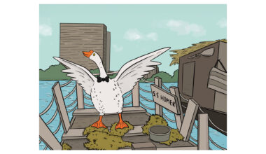 Remembering When a Goose Named Homer Became a Champion for Unhoused Austinites