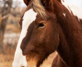 El Paso County Sheriff’s Office Mounted Unit Introduces 2026 Equine Partners – El Paso County Sheriff’s Office