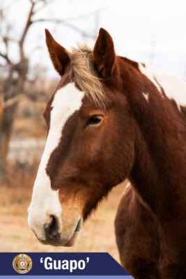 El Paso County Sheriff’s Office Mounted Unit Introduces 2026 Equine Partners – El Paso County Sheriff’s Office