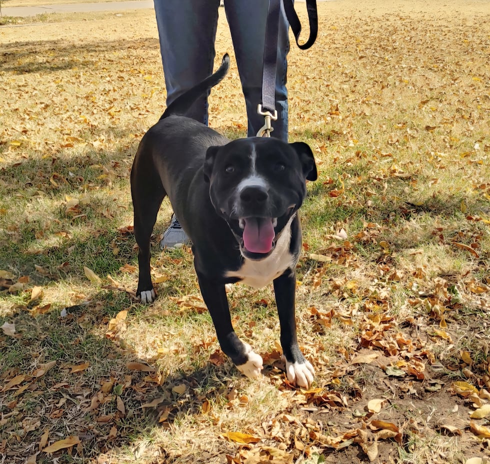 Available at Operation Pawprints