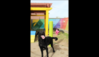 Hopper, a young Labrador retriever who was rescued during an animal cruelty investigation in Johnson County, is up for adoption Sunday, March 1. He will be at PetSmart Montgomery Plaza in Fort Worth from 10 a.m. to 3 p.m.
