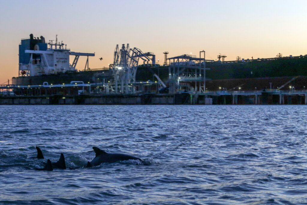 Dolphins surface while a crude tanker docks at an Enbridge export terminal on Corpus Christi Bay 
