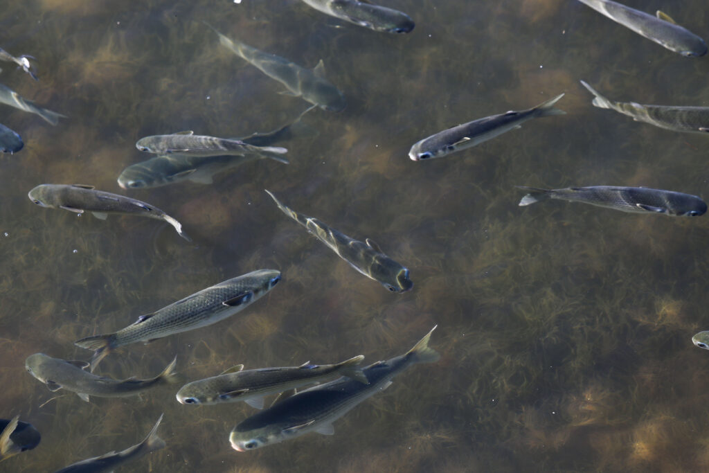 Mullet swim in the shallow water of Corpus Christi Bay near Ingleside. Credit: Dylan Baddour