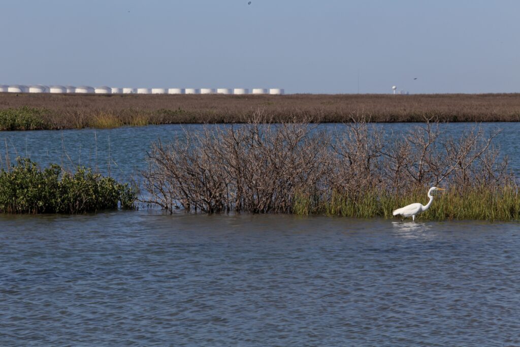 A great egret hunts while crude oil tanks at a trio of new export terminals stand on the far shore of Corpus Christi Bay. Credit: Dylan Baddour