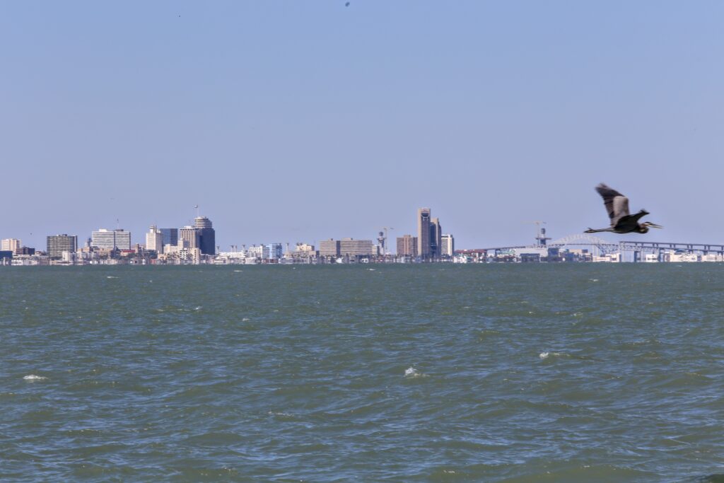 A great blue heron flies past the Corpus Christi skyline. Credit: Dylan Baddour
