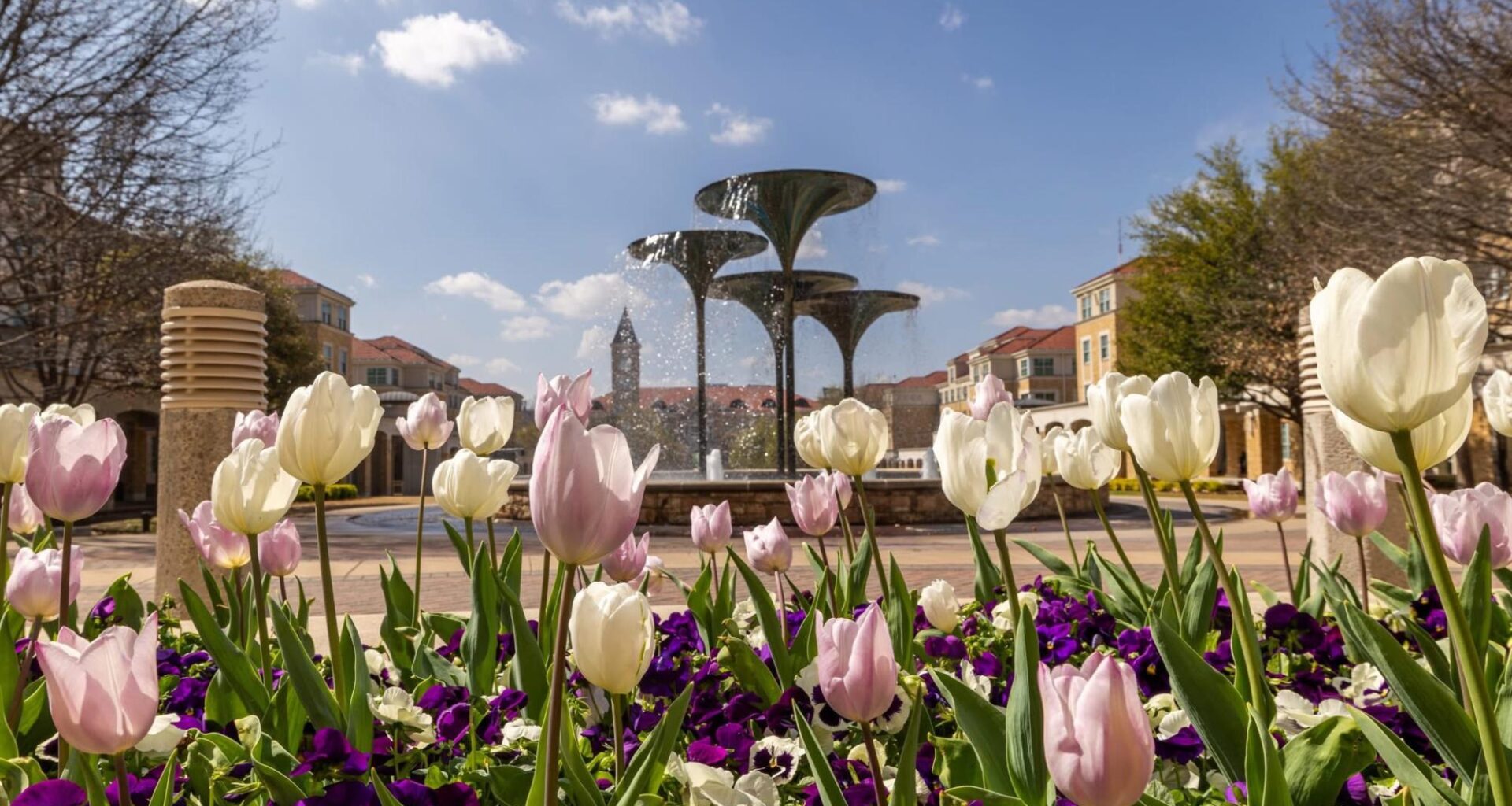 A lasting legacy and springtime tradition – TCU 360