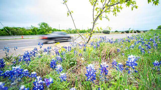 Bluebonnets grow in the wild all over Texas, but the state seeds bluebonnets along highways, which helps reduce maintenance costs because native wildflower species need less mowing and care.