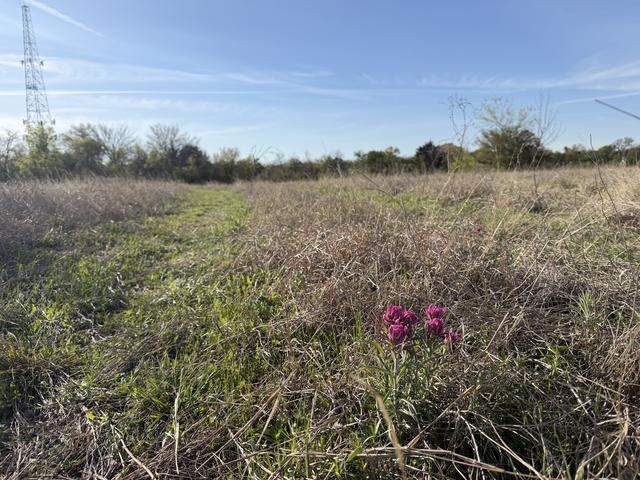 Fort Worth residents are upset after ATV tire tracks have damaged wildflowers at Tandy Hills Nature Area’s Broadcast Hill as wildflower season nears.