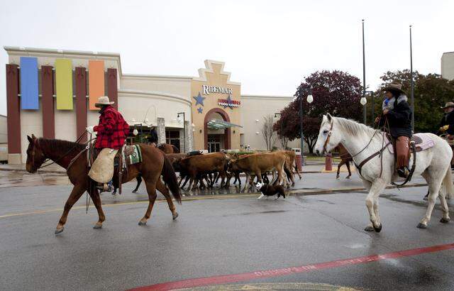 Nov. 25, 2013: Fort Worth cowboys on horseback drove a herd of cattle around Ridgmar Mall to publicly kick off The Salvation Army’s red kettle drive in Fort Worth.