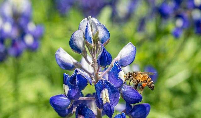 Bluebonnets are in bloom as a bee happily hopped from bloom to bloom gathering pollen.