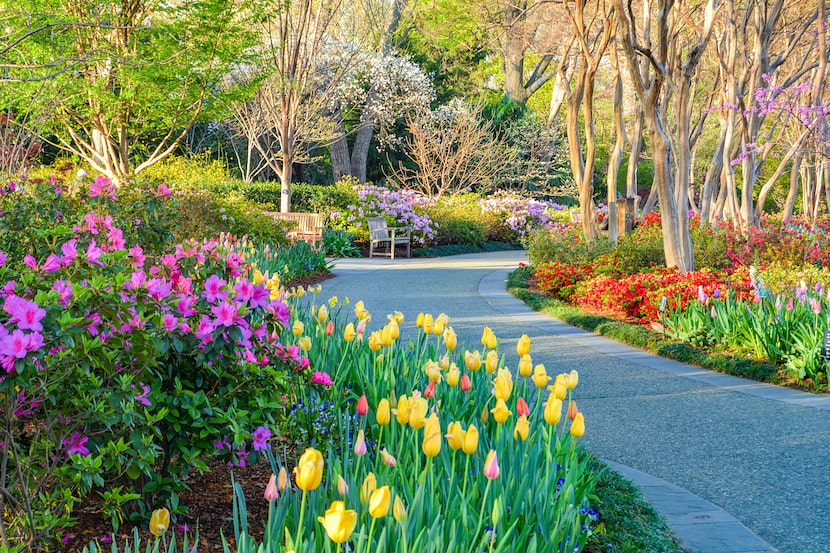 The Dallas Arboretum's popular Dallas Blooms festival runs through April 12.