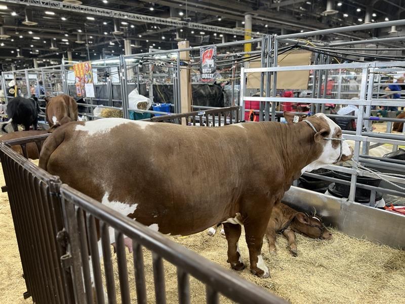 Cattle at Houston Rodeo