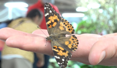 Science Spectrum’s Butterflies Alive! exhibit returns for third year