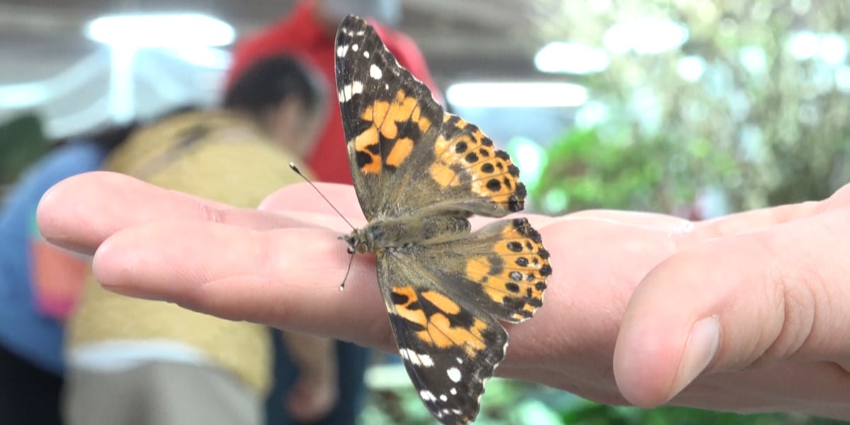 Science Spectrum’s Butterflies Alive! exhibit returns for third year