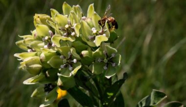Dallas is the worst city in Texas for allergies. But there’s hope
