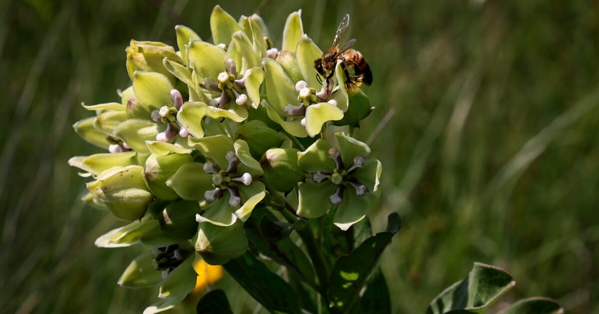 Dallas is the worst city in Texas for allergies. But there’s hope