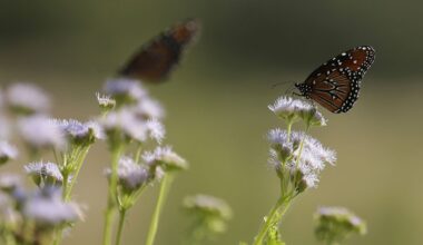 In this Aug. 14, 2014 photo, butterflies rest on gregg's mistflower at the Lady Bird Johnson Wildflower Center, in Austin, Texas. (AP Photo/Eric Gay)