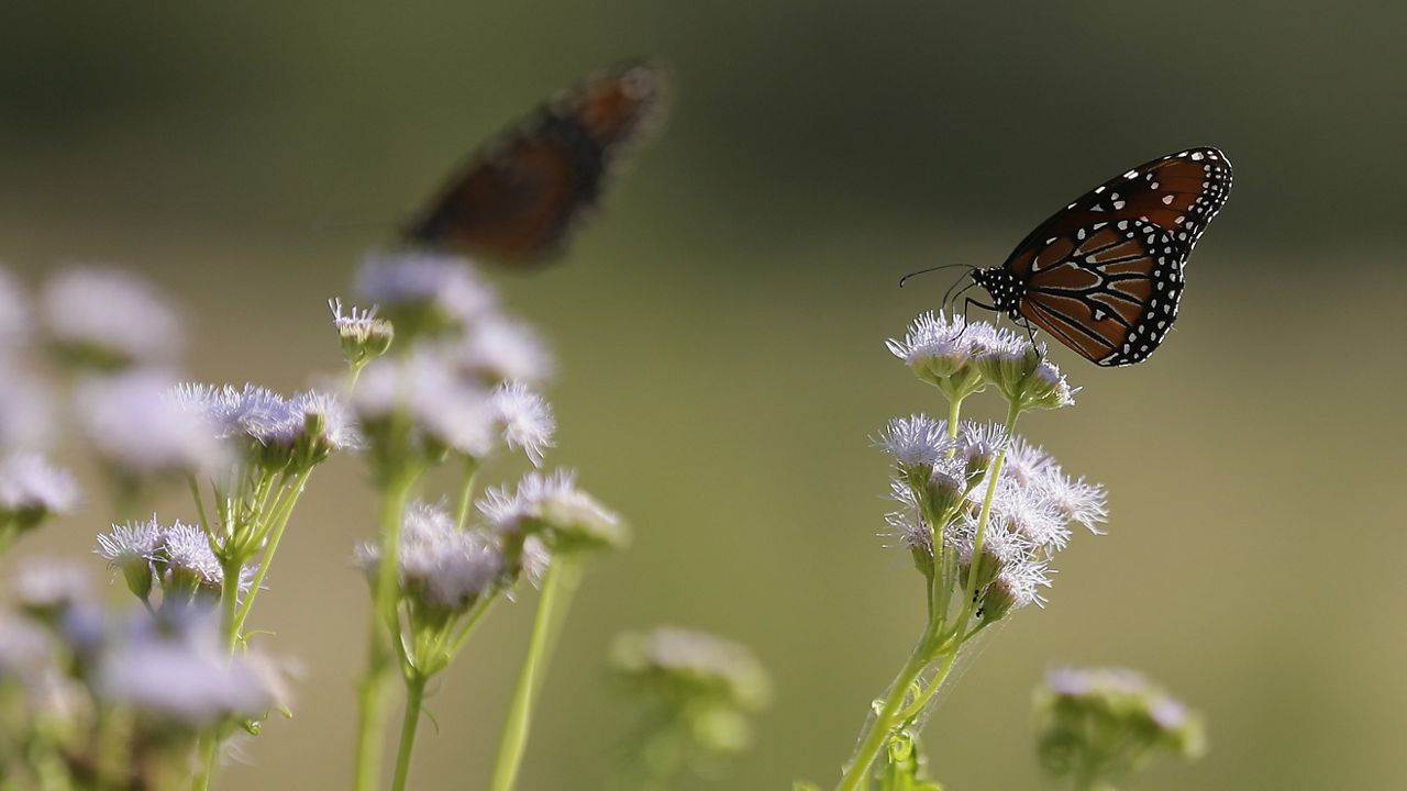 In this Aug. 14, 2014 photo, butterflies rest on gregg's mistflower at the Lady Bird Johnson Wildflower Center, in Austin, Texas. (AP Photo/Eric Gay)
