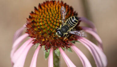 Leaf cutter bee on purple coneflower Davis May 2022 3.1_5.jpg