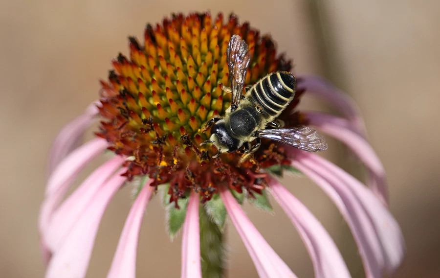 Leaf cutter bee on purple coneflower Davis May 2022 3.1_5.jpg