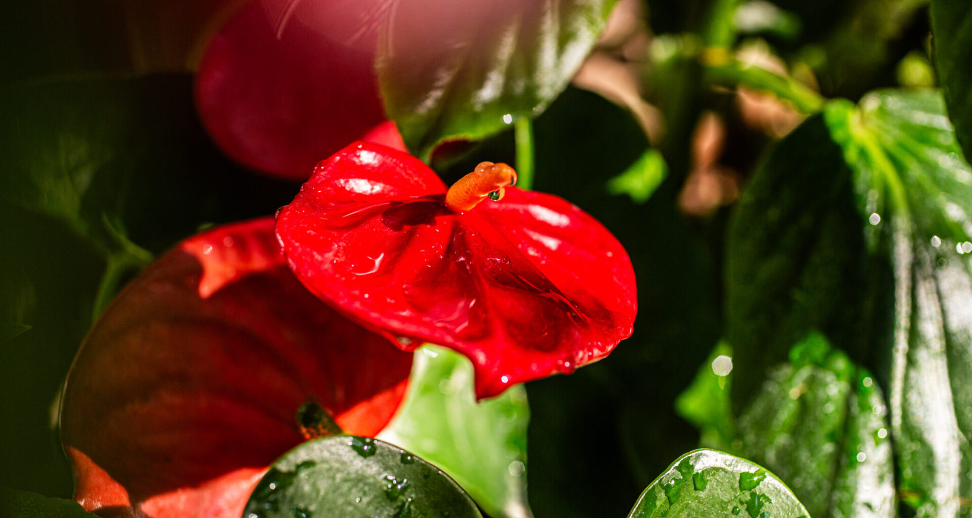 The Dallas County Master Gardener Association to host the 2026 Spring Garden Tour in our neighborhood