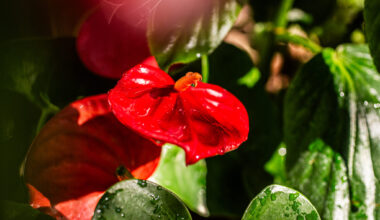 The Dallas County Master Gardener Association to host the 2026 Spring Garden Tour in our neighborhood